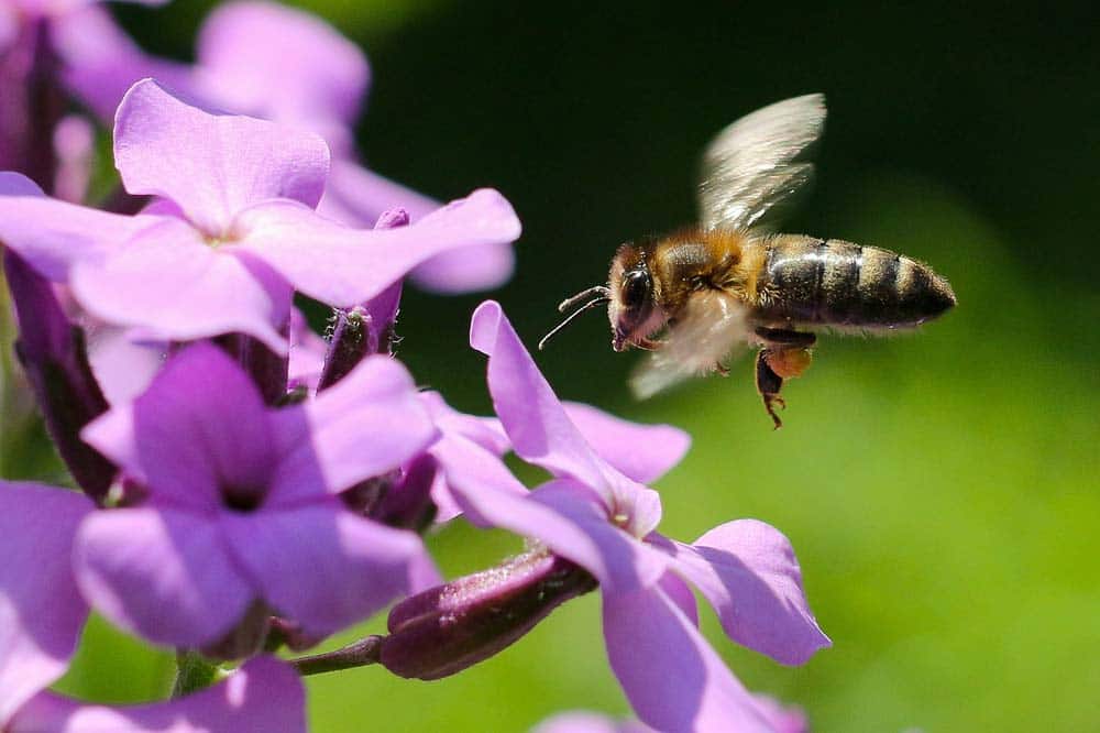 Gros plan sur une abeille en vol, ses pattes arrière chargées de pelotes de pollen jaune-orangé. Cette abeille butineuse transporte le précieux pollen récolté dans la flore sauvage, essentiel pour la ruche et utilisé comme super-aliment par Miel et Délices.