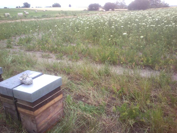 Miel et Délices, Location de ruches pour la pollinisation. Pollinisation des oignons.