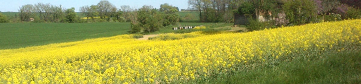 Miel et Délices, location de ruches pour la pollinisation du colza