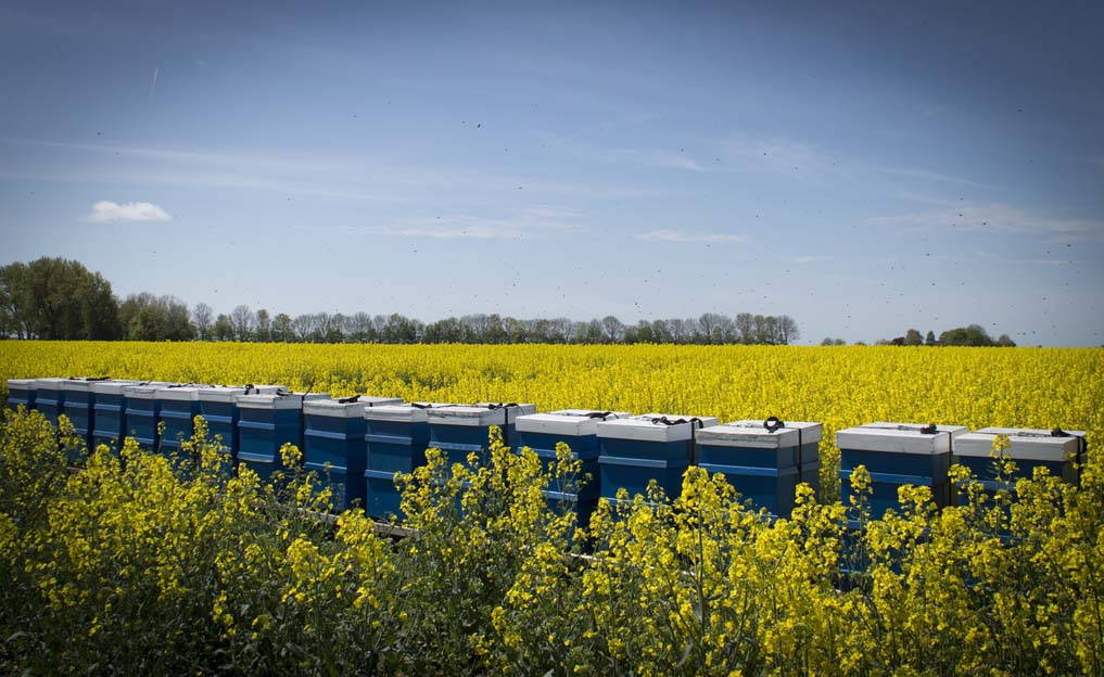 Miel et Délices, Location de ruches pour la pollinisation. 