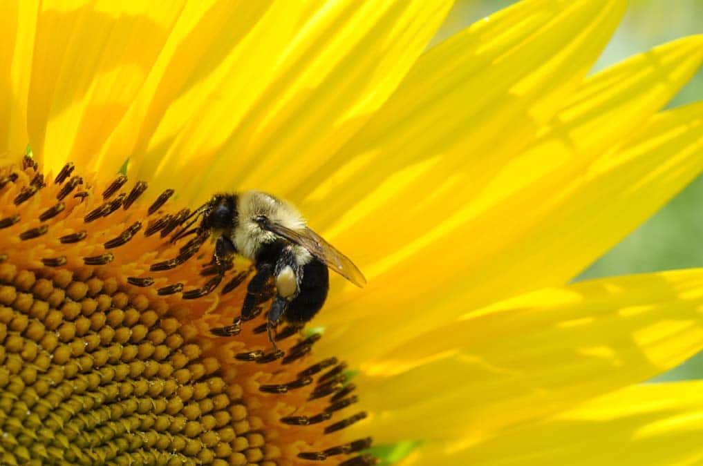 Miel et Délices, Location de ruches pour la pollinisation. 